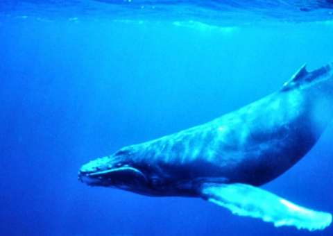 Conselho Tutelar está em alerta após primeira vítima do jogo 'Baleia Azul' em Manaus 