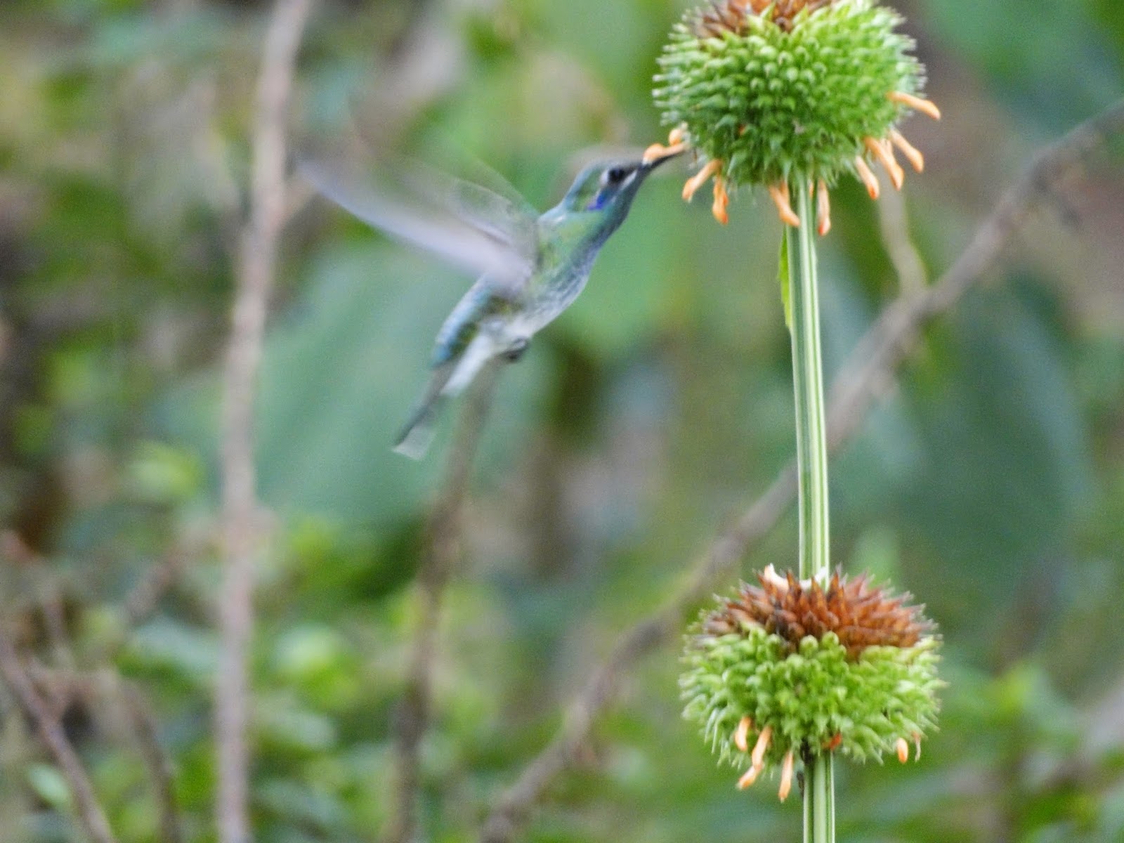 Planta é indicada para tratar reumatismo e tumores 