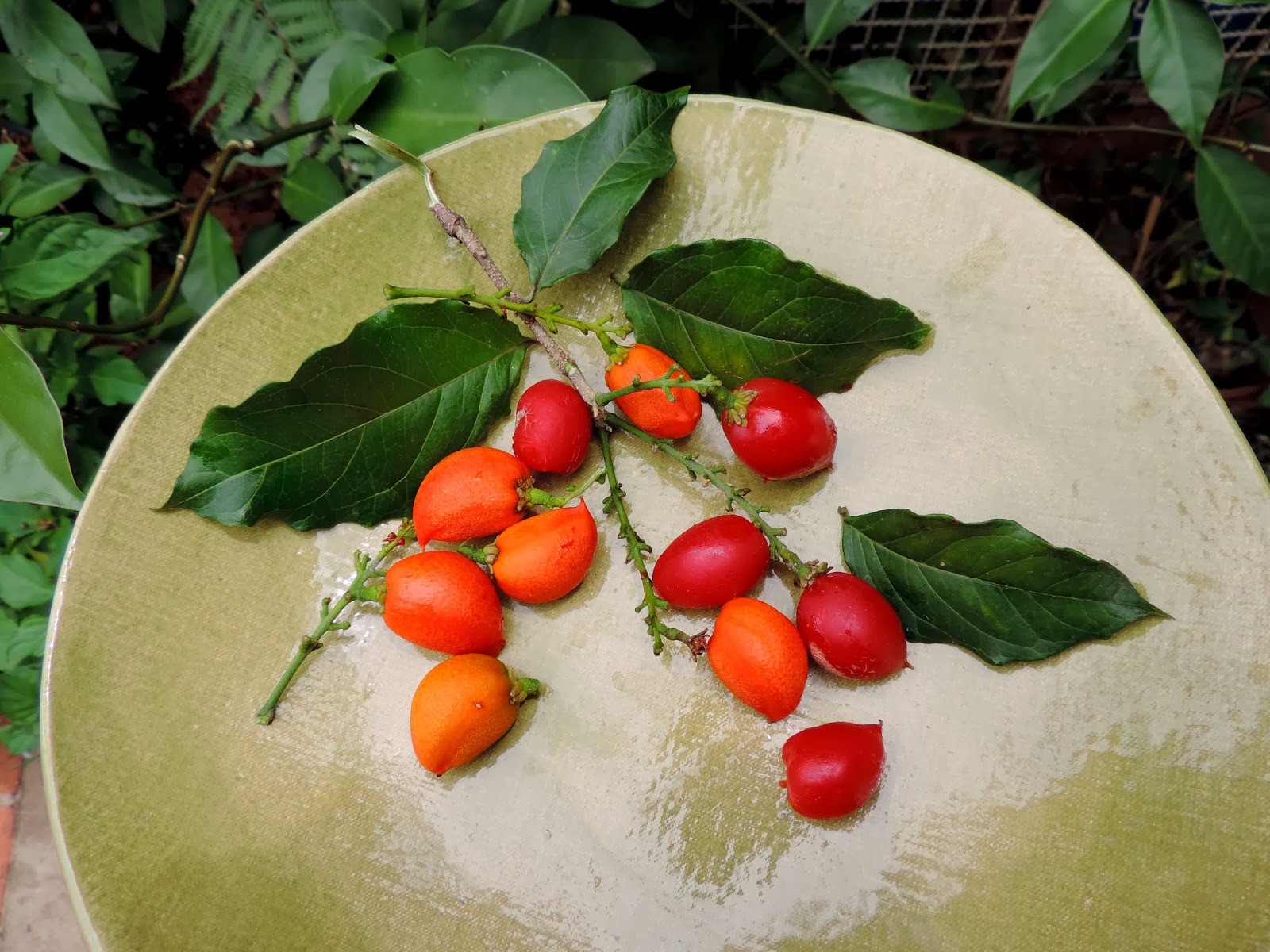 Planta é indicada para combater febre causada por malária 