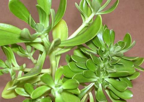 Planta ornamental no Brasil tem uso medicinal na África e Ásia 