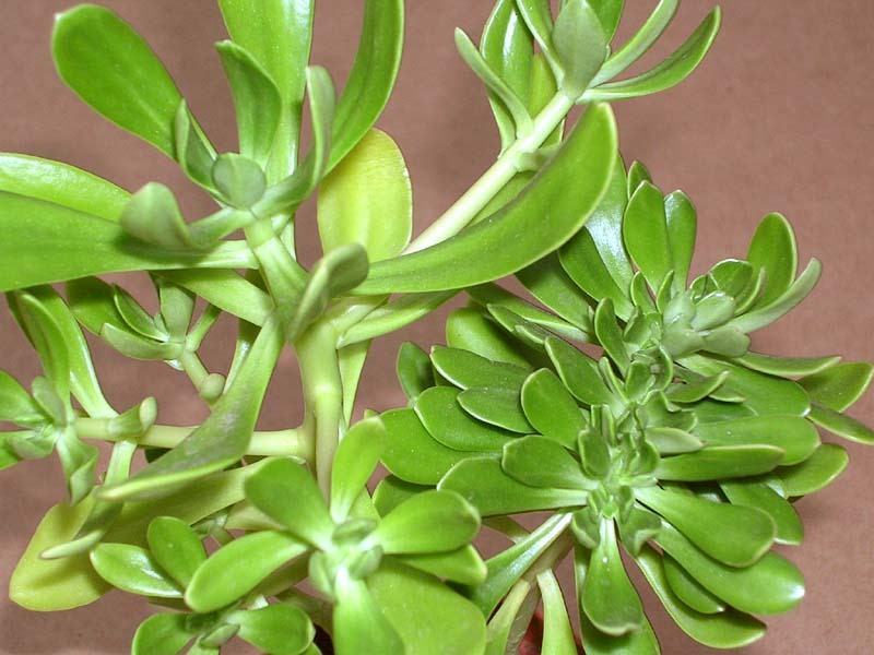 Planta ornamental no Brasil tem uso medicinal na África e Ásia 