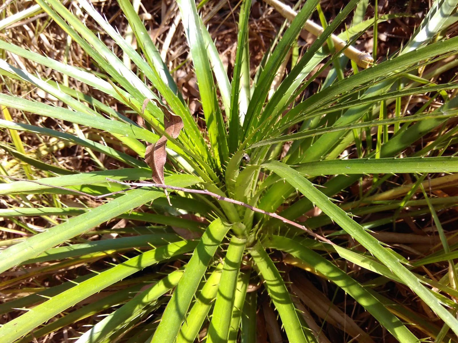 Conhecida como Língua de Sapo, chá de planta pode auxiliar no tratamento de artrite 