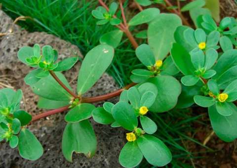 Planta medicinal usada como alimento apresenta grande valor nutritivo 