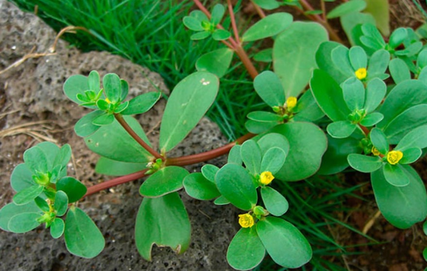 Planta medicinal usada como alimento apresenta grande valor nutritivo 