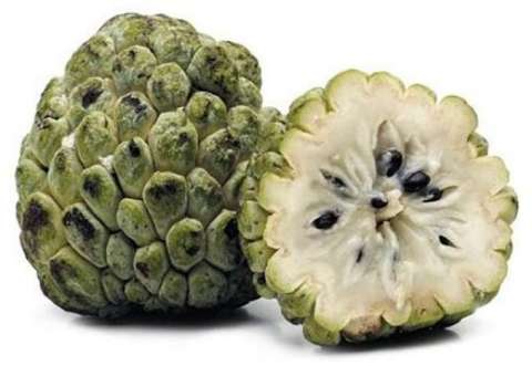 Chá de Fruta-do-conde pode ajudar a tratar a desnutrição 