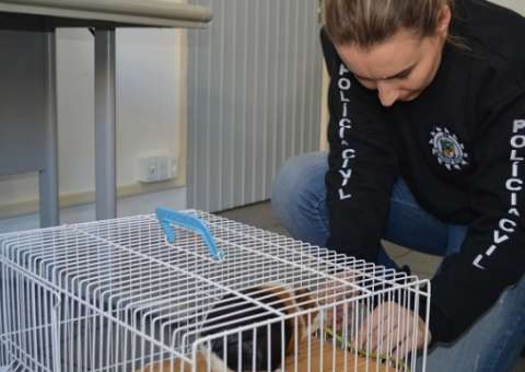 Adolescente coloca porquinho em microondas e internautas ficam indignados