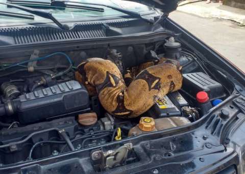  Jiboia de três metros é resgatada de motor de carro em Manaus 