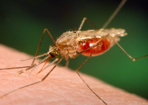 Casos de Malária reduzem mais de 50% em Manaus