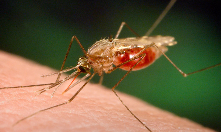 Casos de Malária reduzem mais de 50% em Manaus