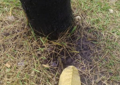 Ipês da Avenida Djalma Batista sofrem tentativa de envenenamento