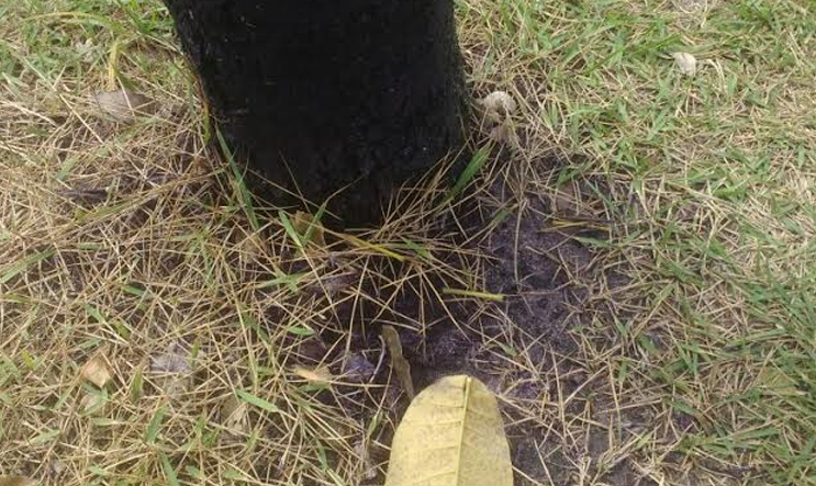 Ipês da Avenida Djalma Batista sofrem tentativa de envenenamento