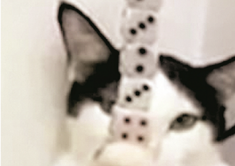 Gato surpreende ao equilibrar 9 dados com apenas uma pata; Veja vídeo