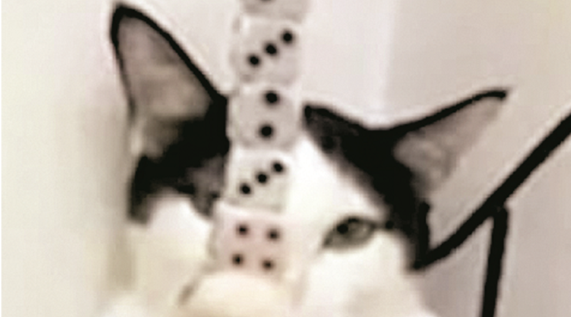 Gato surpreende ao equilibrar 9 dados com apenas uma pata; Veja vídeo