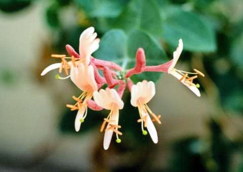 Comum em jardins, planta pode tratar inflamações nos olhos 