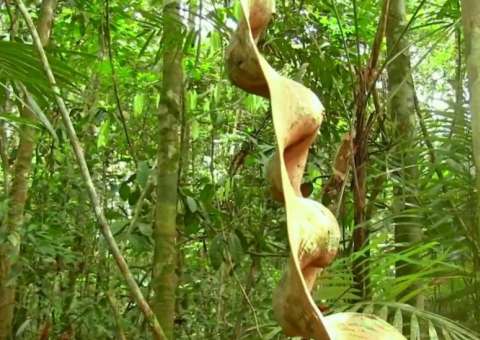Infusão de casca, folhas e caule são ótimas para  tratar reumatismo 