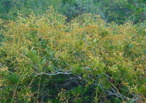 Erva pode combater pedras na vesícula. Conheça 