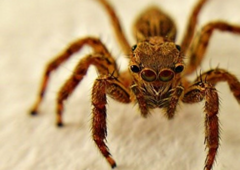 Mulher vive com aranha no ouvido sem saber 