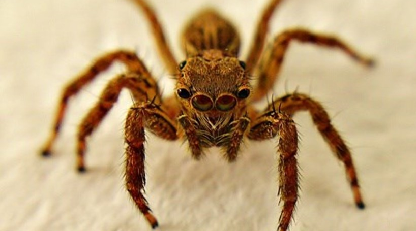 Mulher vive com aranha no ouvido sem saber 