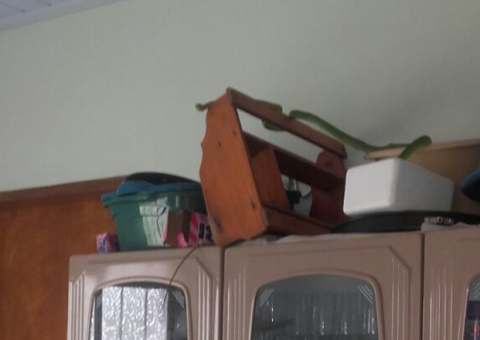 Em Manaus, dona de casa encontra cobra em cima de armário