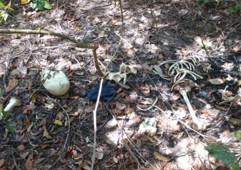 Ossada humana é achada em ramal de Manaus