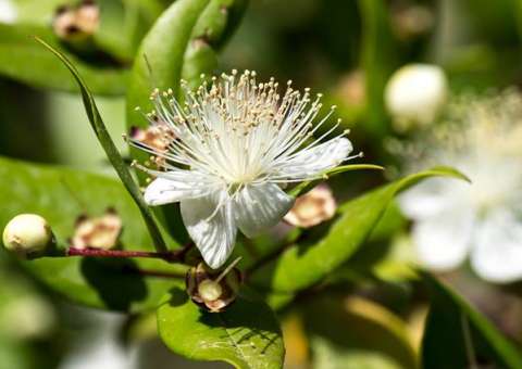 Planta medicinal é indicada como antisséptico bucal 