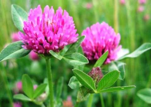Substância presente em planta previne tipos de câncer 