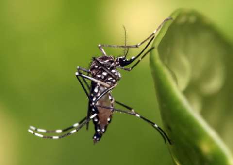 Amazonas registra redução de doenças transmitidas pelo Aedes aegypti
