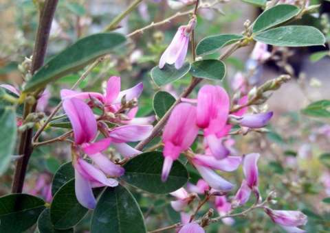 Extrato de planta reduz o colesterol e pode tratar problemas renais