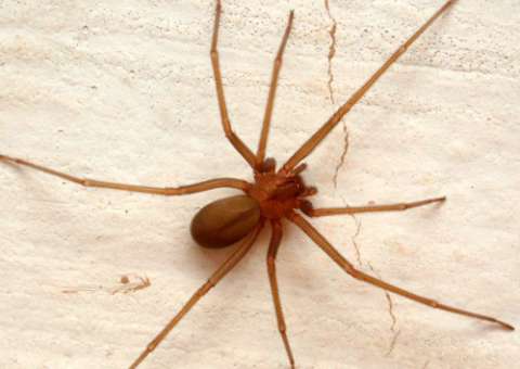 Aranha venenosa rara é encontrada em Manaus