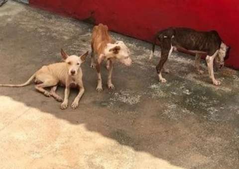 Dema identifica seis casos de maus-tratos em Manaus