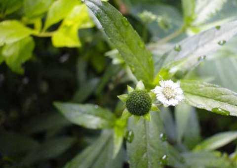 Erva é indicada para tratamento de pedras na vesícula e rins