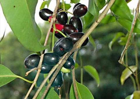 Cientistas comprovam que esta fruta é capaz de destruir 90% do câncer