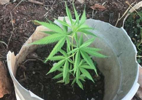 Polícia descobre plantação com mais de 10 mil pés de maconha