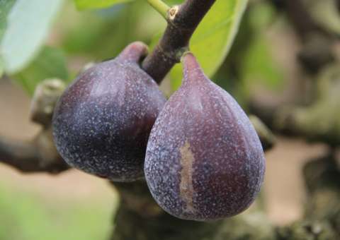 Vitaminas e fibras de fruta podem prevenir câncer 