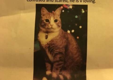 Atriz espalha própria urina na rua para atrair gato de volta pra casa