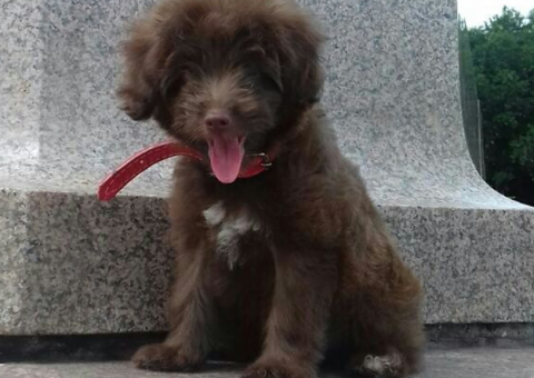 Família oferece recompensa para encontrar poodle roubada em Manaus