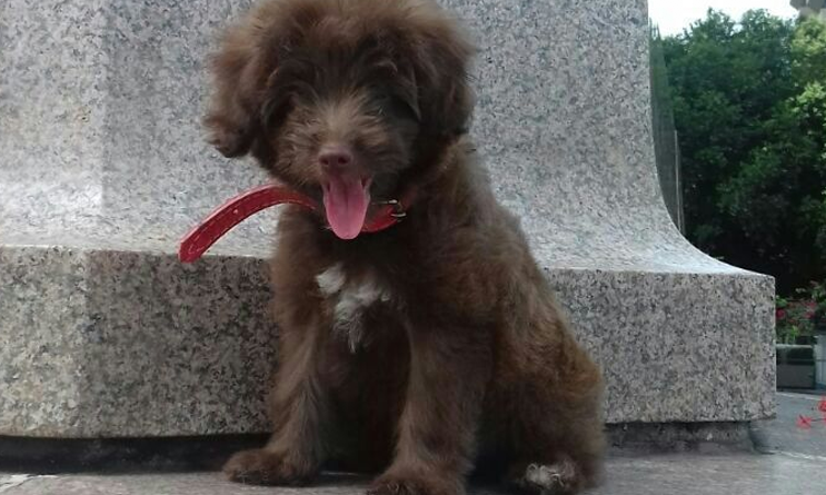 Família oferece recompensa para encontrar poodle roubada em Manaus