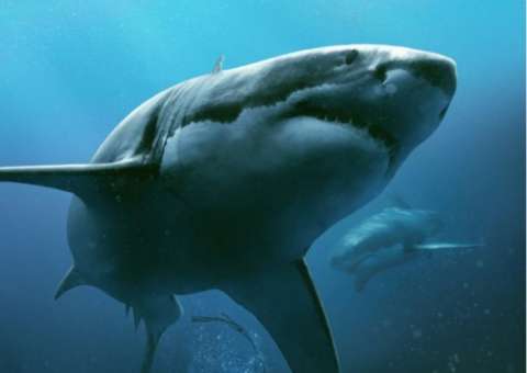   47 Meters Down: Terror de tubarões assassinos ganha trailer agoniante. Confira 