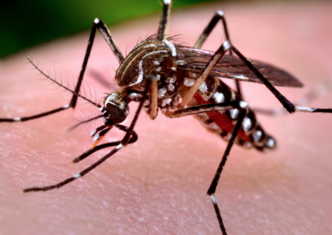 Em Manaus, casos relacionados ao Aedes Aegypti reduzem em mais de 70%