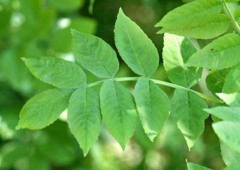 Chá medicinal trata doença comum em crianças 