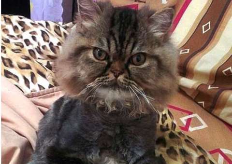 Gato é deixado para tosa em pet shop e volta pra casa quase irreconhecível