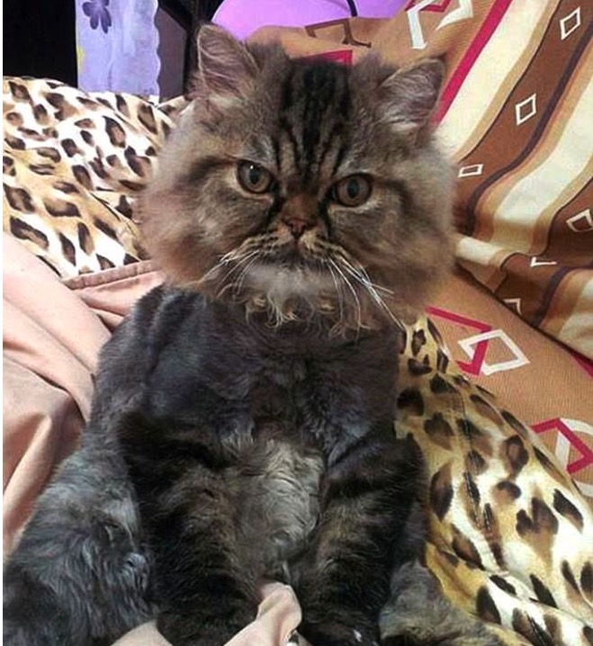 Gato é deixado para tosa em pet shop e volta pra casa quase irreconhecível