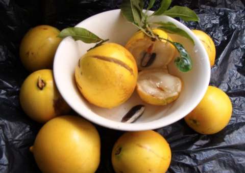 Fruta cítrica tem ação preventiva contra AVC