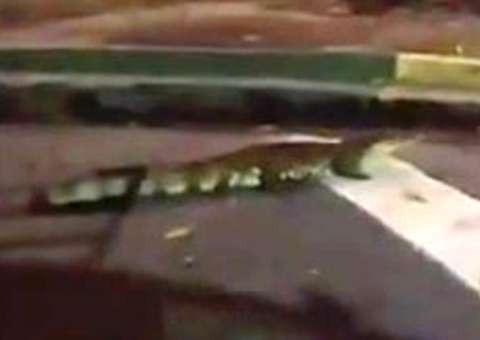 Jacaré gigante é visto atravessando rua de Manaus