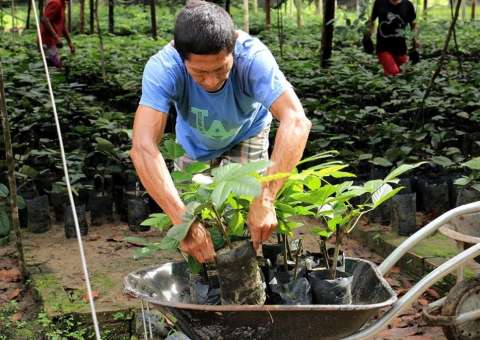 Maués cria política inovadora para aumentar produção do guaraná
