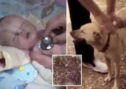 Cão herói salva bebê que é enterrado vivo em matagal