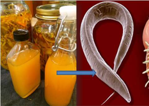 Elimine qualquer tipo de parasita de seu corpo com remédio caseiro