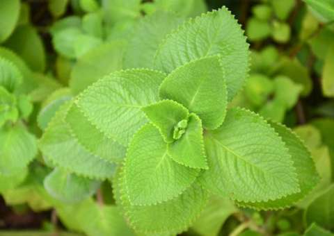 Sumo de planta medicinal pode combater vermes intestinais 