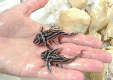 No Amazonas, sete pessoas são presas suspeitas de tráfico internacional de animais