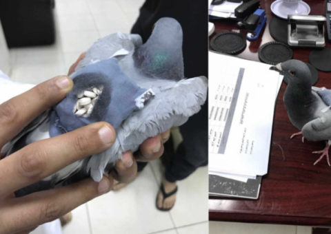 'Pombo-traficante' é apreendido por voar de um país para outro com drogas